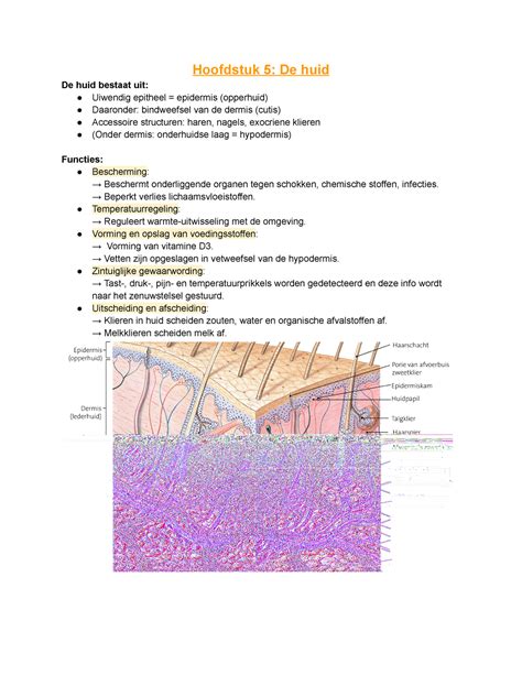 Hoofdstuk De Huid Samenvatting H Fysiologie Hoofdstuk De Huid