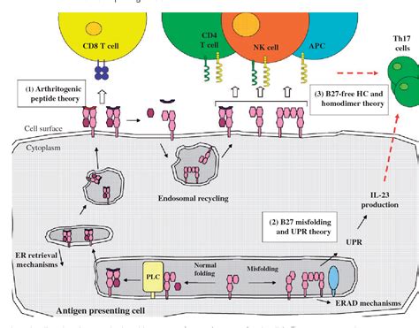 HLA-B27 Bld Donr Ql | Semantic Scholar 