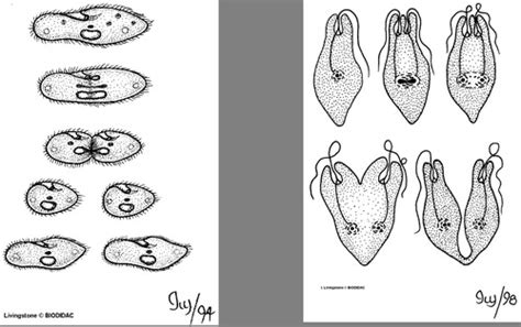 Protozoa Flashcards Quizlet