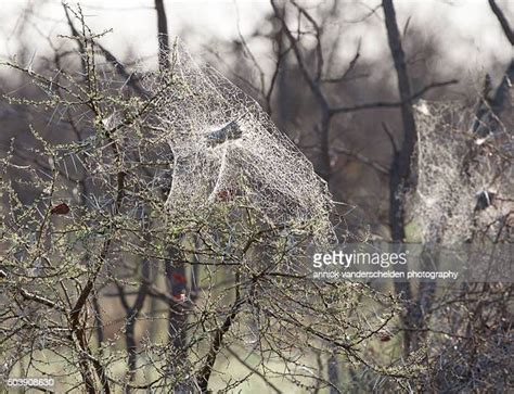 Spider Spinnerets Photos Et Images De Collection Getty Images