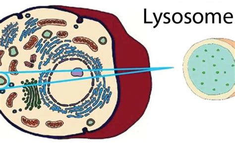 Lysosomes Functions Definition Structure Diagram Science Cells Otosection