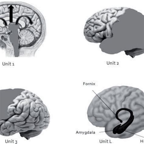 (PDF) Luria’s model of the functional units of the brain and the ...