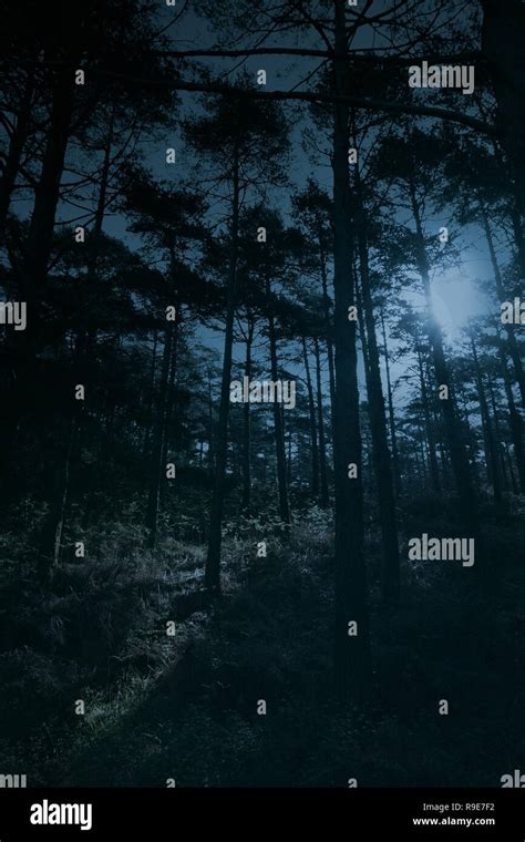 Full Moon Rise Over A Forest At Dusk Almost Night Stock Photo Alamy