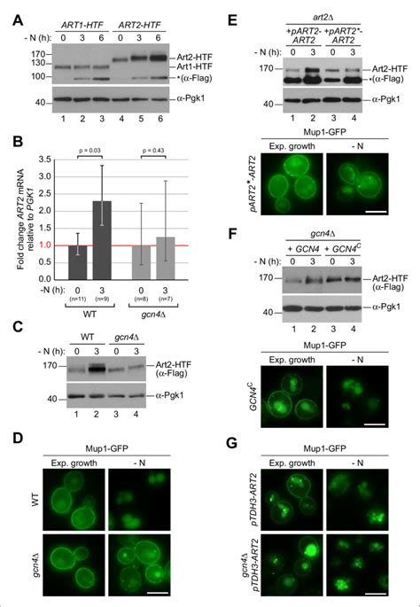 The General Amino Acid Control Pathway Promotes Starvation Induced