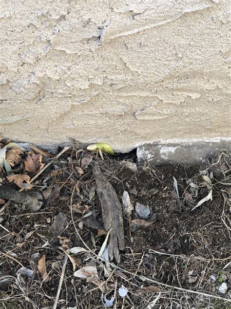 Bees under house, how to get rid of? : r/exterminators