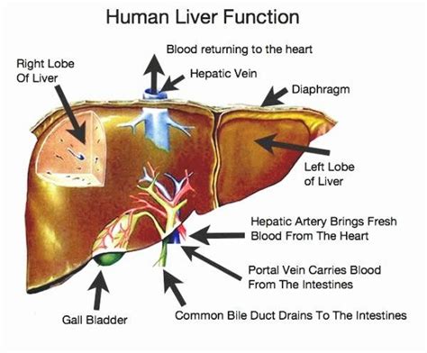 LIVER AND ITS FUNCTION – LiverTransplantsIndia.in