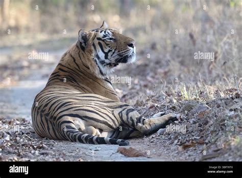tiger panthera tigris bengal tiger  indian tiger big cat