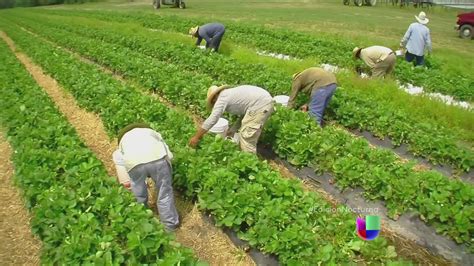 Programa agrícola asegura empleo temporal a trabajadores del campo