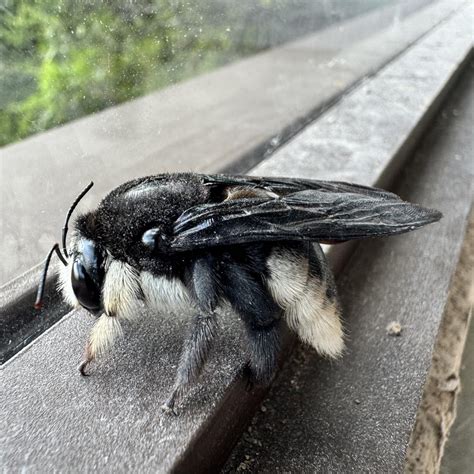 Maasai Mara, Kenya : r/Entomology