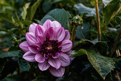 Dahlia Watering Requirements Can Be Contentious Here S What The Experts Say Horticulture