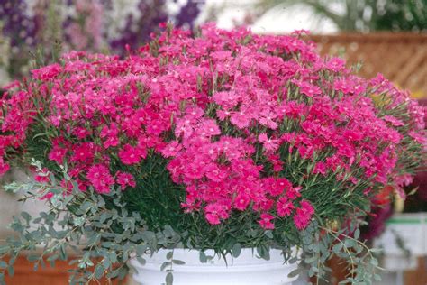 Bouquet Purple dianthus is fall Medallion winner | Mississippi State ...