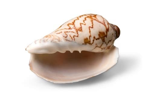 Premium Photo Sea Shell On White Background