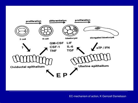 PPT - Mechanisms of action of levonorgest rel when used for Emergency ... 