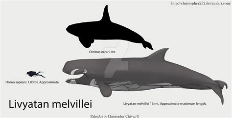 Livyatan melvillei by Christopher252 on DeviantArt