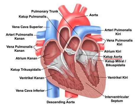 Stenosis Aorta Adalah Kelainan Katup Jantung Apa Saja Gejalanya