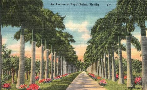 Vintage Postcard 1930 S An Avenue Pathway Palm Trees Of Royal Palms