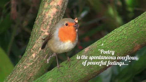 Robin Poem YouTube