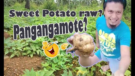 PANGANGAMOTE Sweet Potato Raw Kamoteng Masarap Probinsya Life Part 2