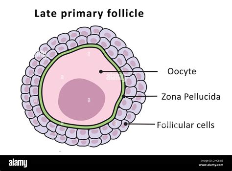 Folículo Primordial