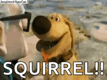 Squirrel GIF - Squirrel Dog Up - Discover & Share GIFs