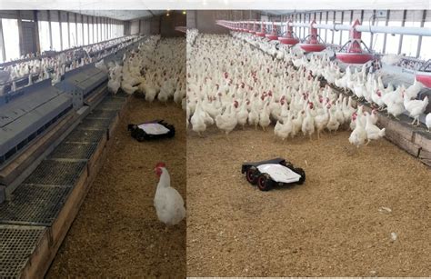 Robots For Precision Poultry And Egg Production Precision Poultry Farming