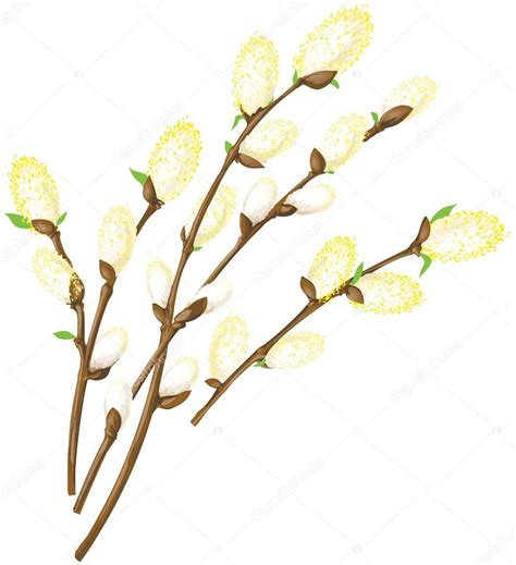 Bunch Of Pussy Willow Stock Vector Image By Hillway