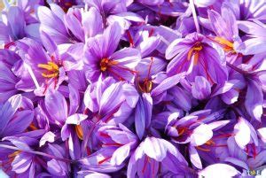 Saffron Growing Temperature - 5 Tips You Must Know