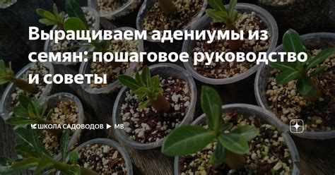 Выращиваем адениумы из семян: пошаговое руководство и советы | 🌿Школа ...