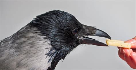 What Do Crows Eat? 15-Plus Foods They Love! - A-Z Animals