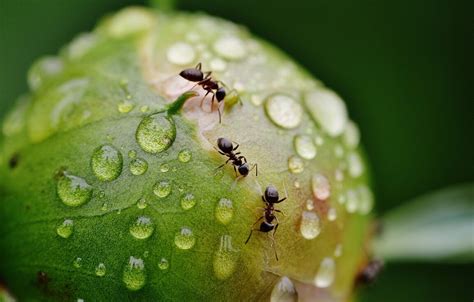 Desp Dete De Las Hormigas En Casa Con Productos Qu Micos Seguros