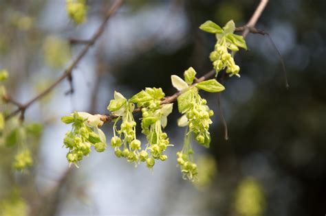 Garten Navi Burgen Ahorn Acer Monspessulanum