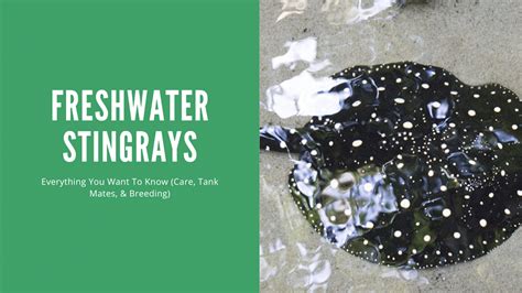 Freshwater Stingray Care Guide (Types, Care, and Environment) - AquariumStoreDepot