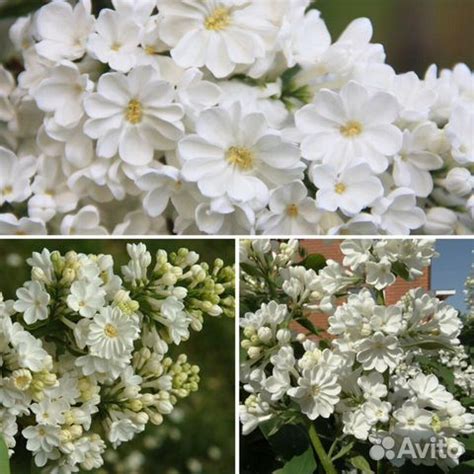 Сирень карликовая Рочестер купить в Твери | Товары для дома и дачи | Авито