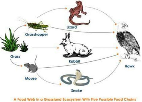 Simple Food Web Diagram