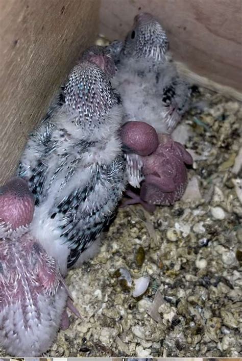 Parakeets Babies And Breeding Pairs