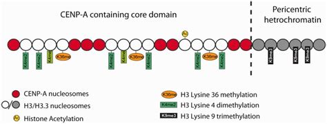 Pericentric Heterochromatin Consists Of H K Trimethylation Which Is