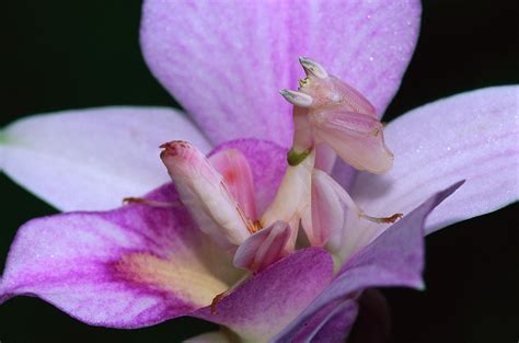 Orchid Mantis Hymenopus Coronatus Photograph By Thomas Marent