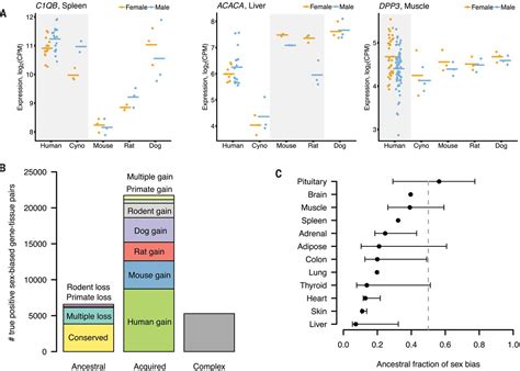 Conservation Acquisition And Functional Impact Of Sex Biased Gene Expression In Mammals Science