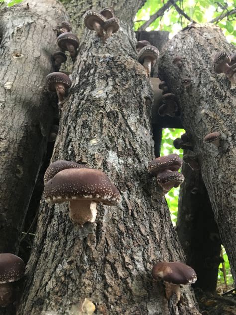 Mushroom Log Care – Forest Floor Mushrooms