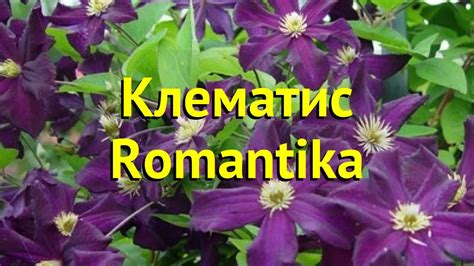Клематис Романтика. Краткий обзор, описание характеристик clematis ...