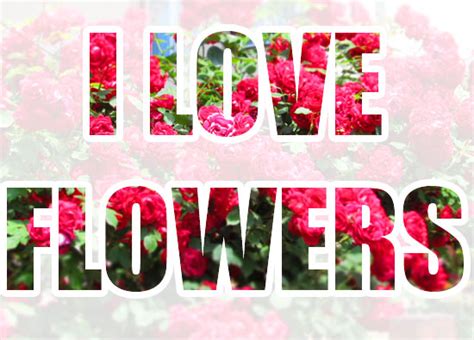 I love flowers » Colorfully stories & images