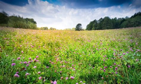 17 When To Plant Alfalfa PadenParizay