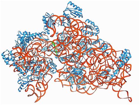 Bacterial Ribosome Photograph By Laguna Designscience Photo Library