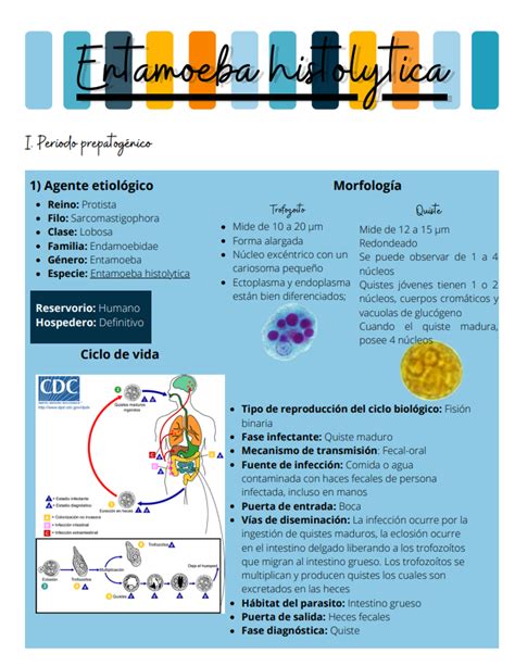 Entamoeba Histolytica Neumocitosisneumocitosis I Periodo Prepatogénico 1 Agente Etiológico