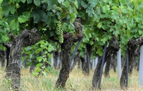 La France Redevient Le 1er Producteur Mondial De Vin