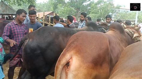 ১০ মে২৪ হাট সেরা কুরবানির বড় বড় ষাঁড় গরু নোয়াখালীর খামারী কি