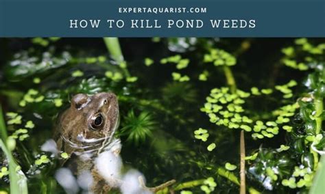 How To Kill Pond Weeds