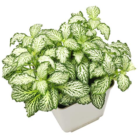 Fittonia albivenis 'White Anne' | Aquasabi - Aquarium Shop