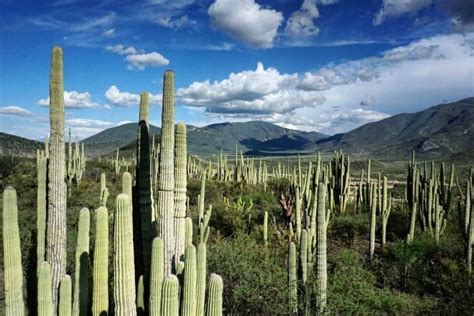 El Valle de Tehuacán Cuicatlán ya es Patrimonio de la Humanidad