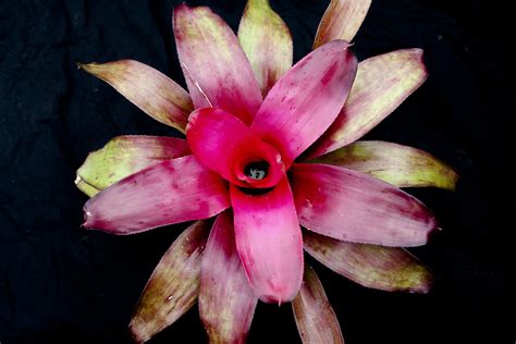 Neoregelia Purple Star Fox Farm Bromeliads